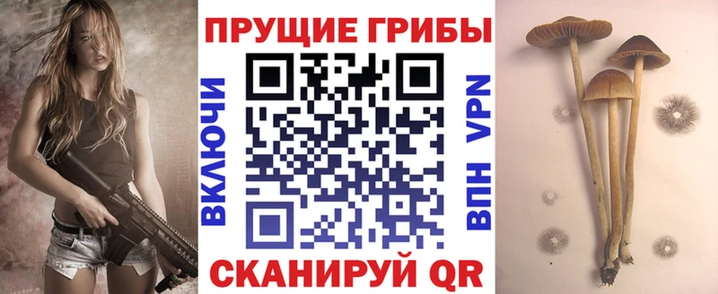 Псилоцибиновые грибы Cubensis  kraken онион  Железногорск-Илимский 